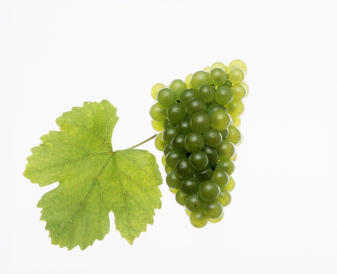 Silvaner grapes with vine leaf