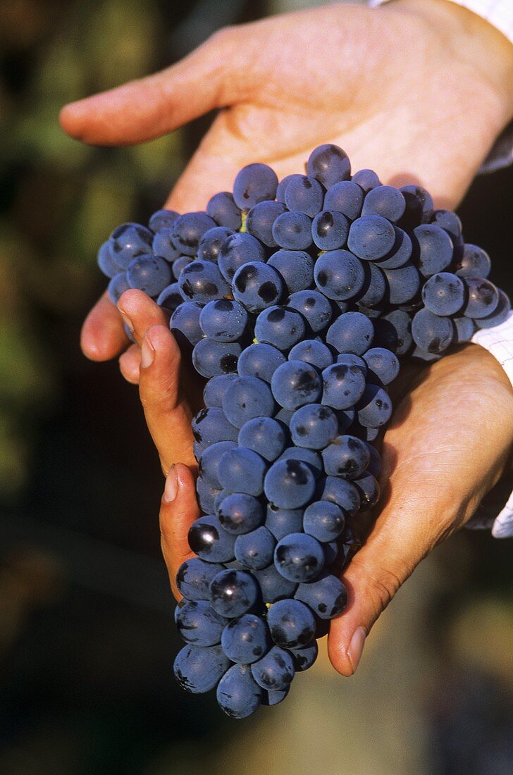 Barbera grapes in someone's hands