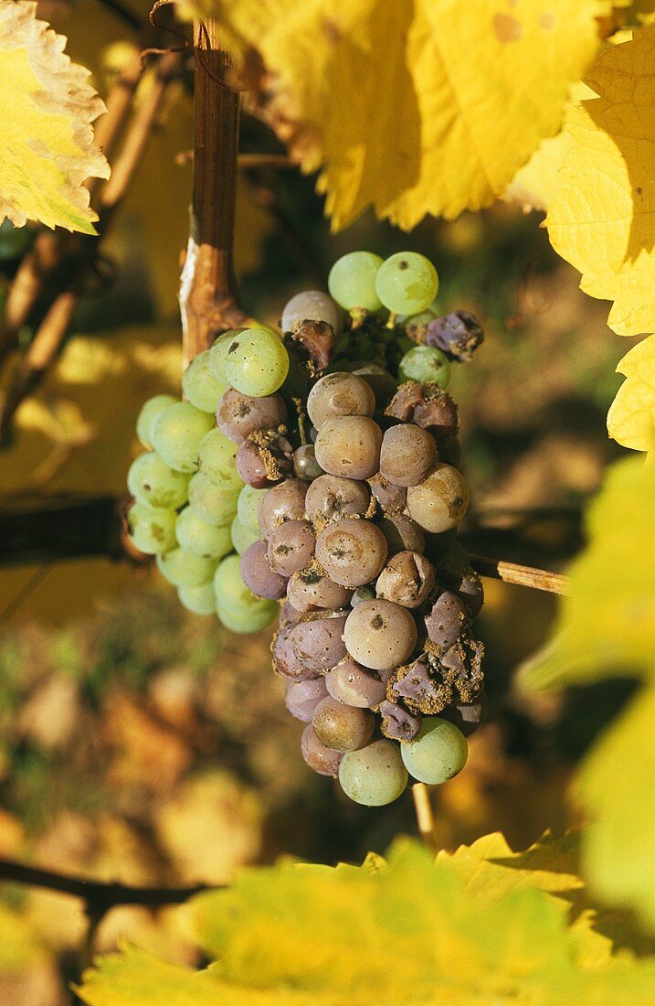 Riesling grapes with noble rot