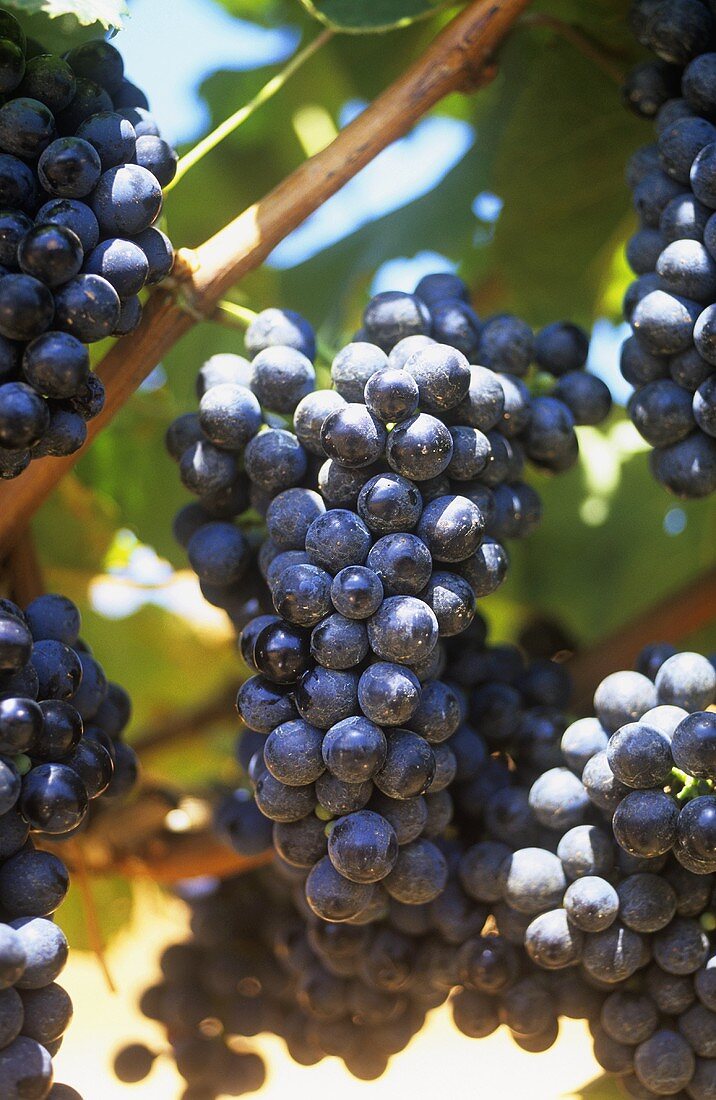 Petit Verdot-Trauben am Rebstock