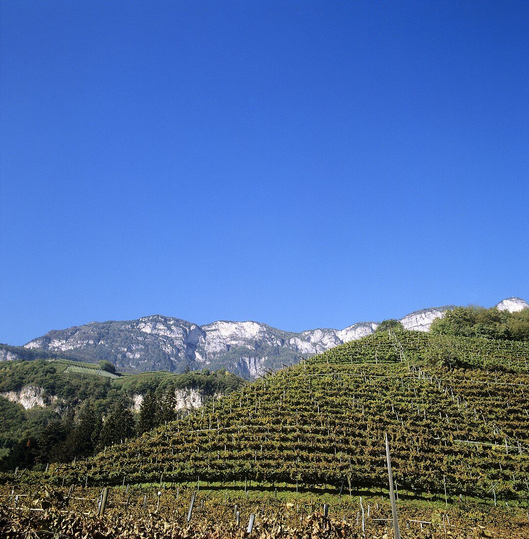 Weinberg bei Cortaccia (Kurtatsch), Südtirol