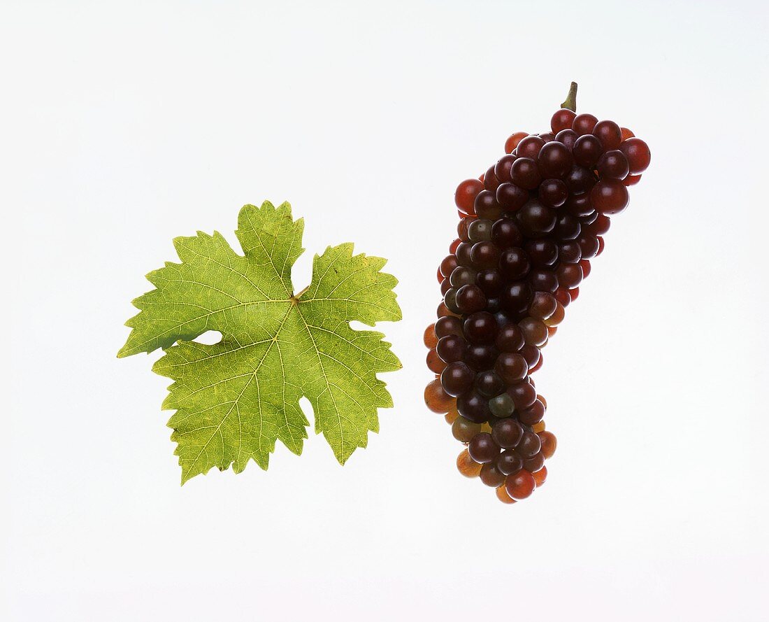 Zierfandler grapes with vine leaf