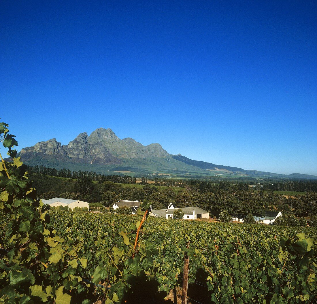 Weinberg des Weinguts L'Ormarins, Franschhoek, Südafrika