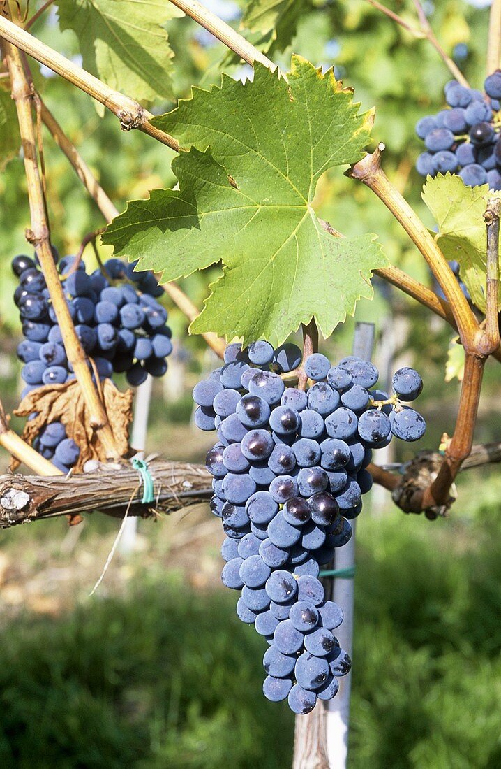 Nebbiolo grapes, Tuscany, Italy