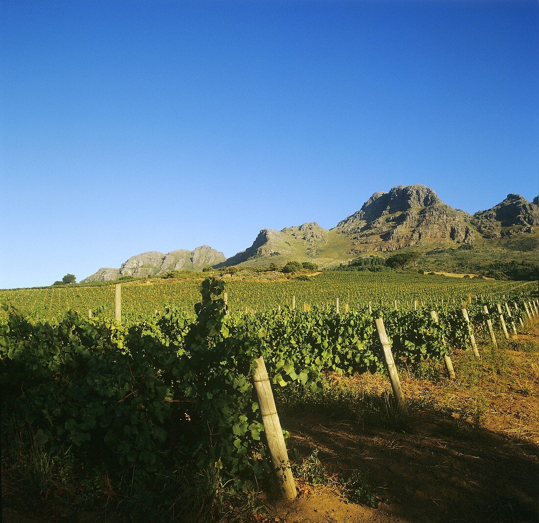 Cabernet-Sauvignon, Alto Wine Estate, Stellenbosch, S. Africa