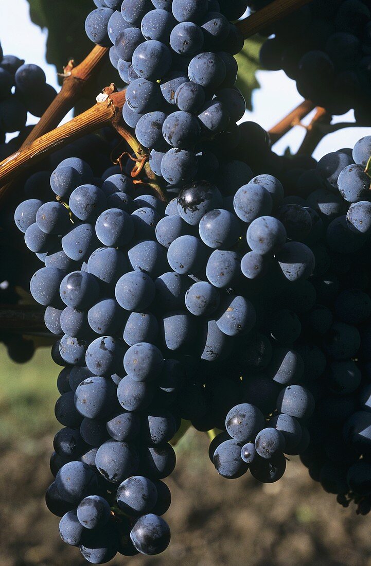 Blauburger grapes on the vine