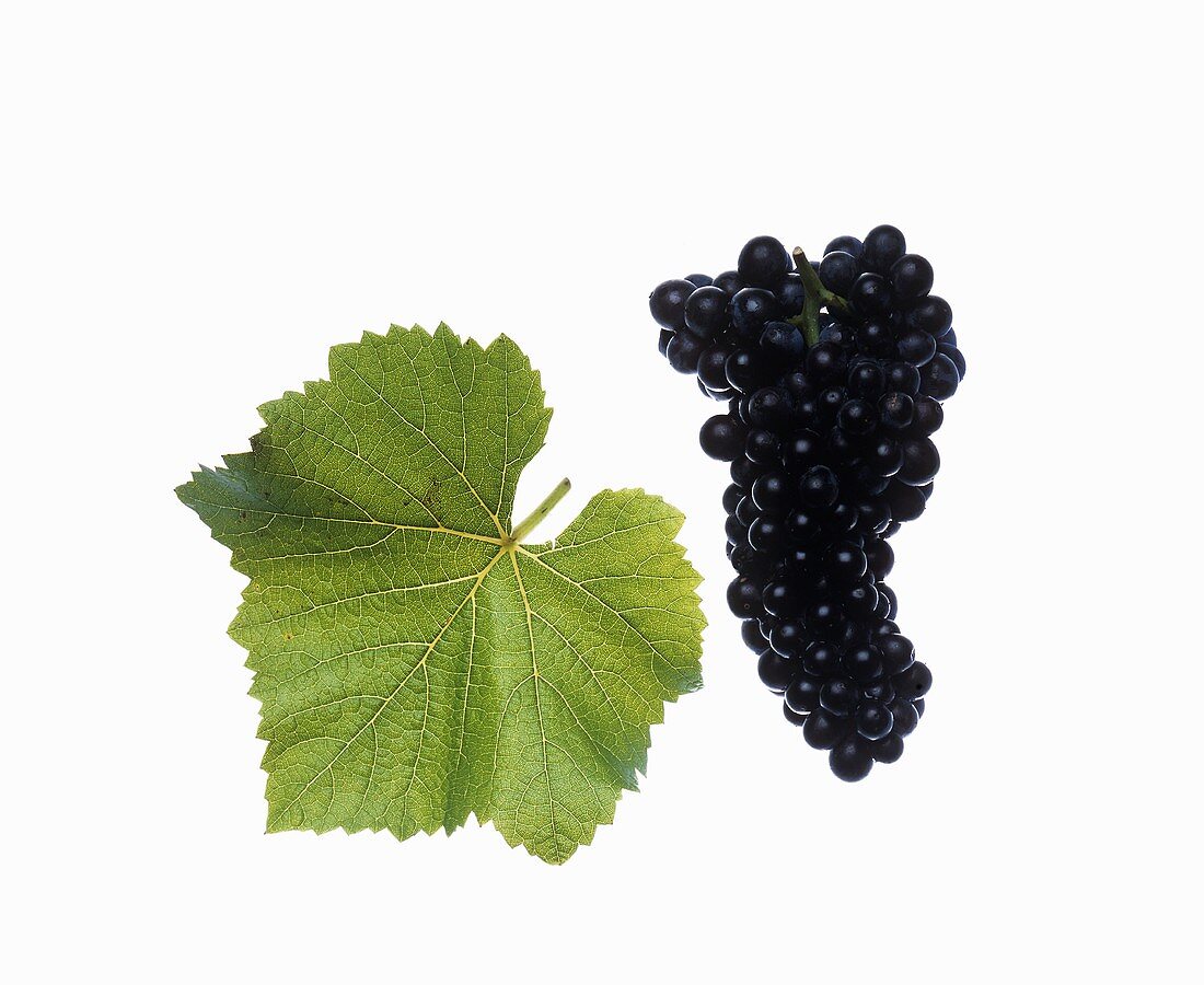 Spätburgunder grapes with vine leaf