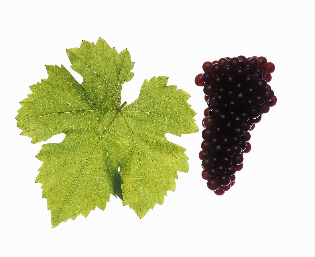 Frühroter Veltliner grapes with vine leaf