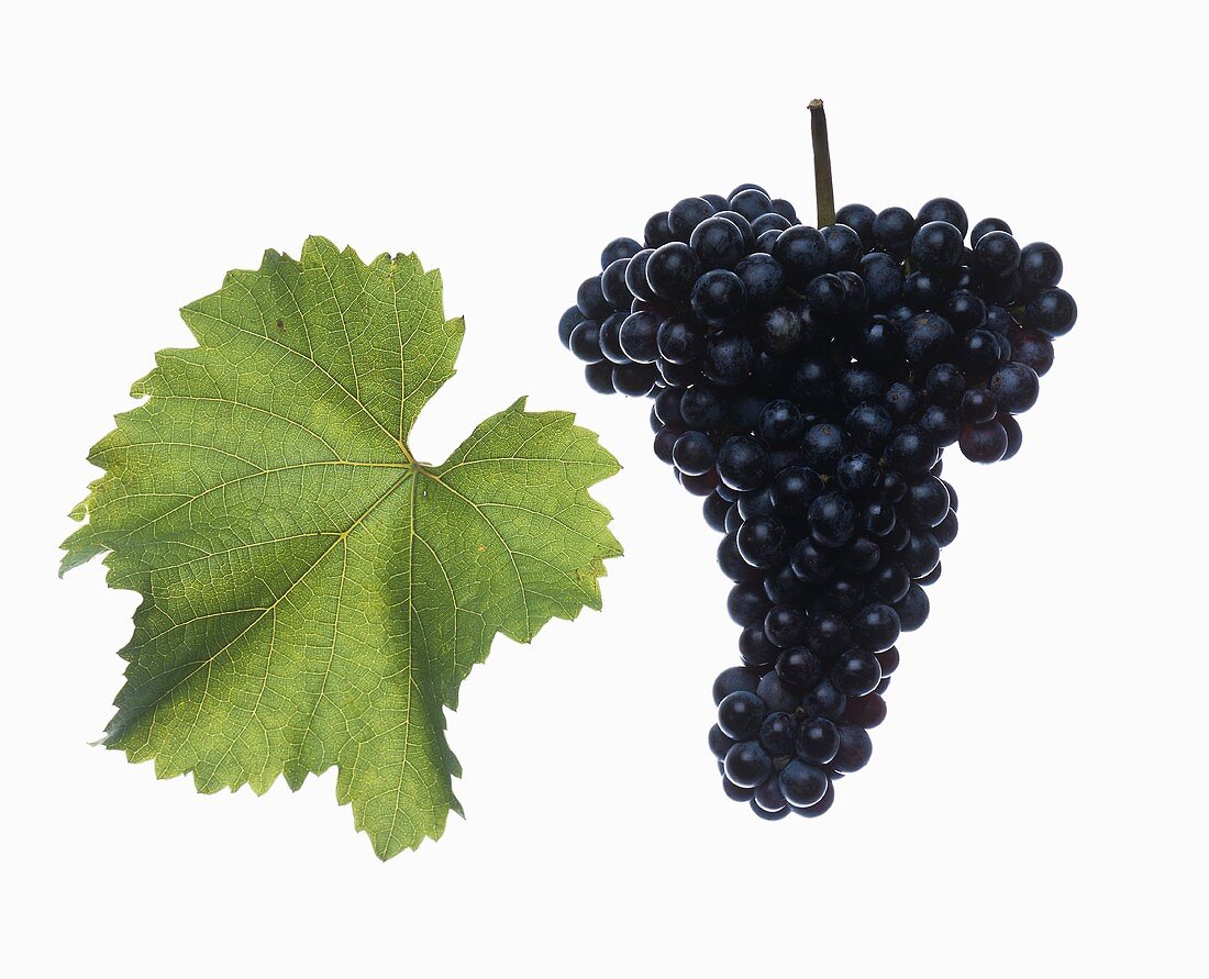 Zweigelt-Trauben mit Weinblatt