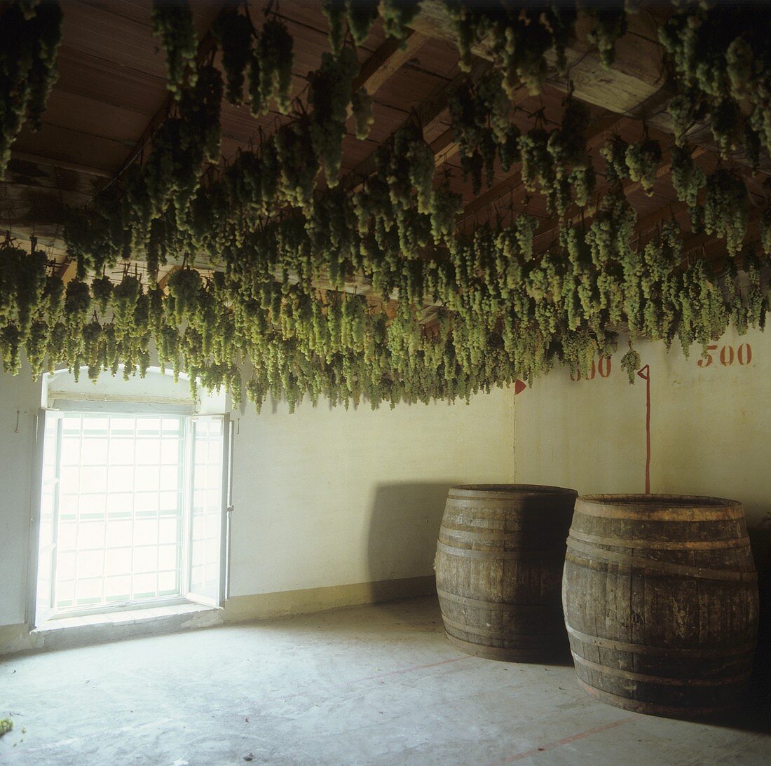 Drying grapes for Vin Santo, Fattoria Selvapiana