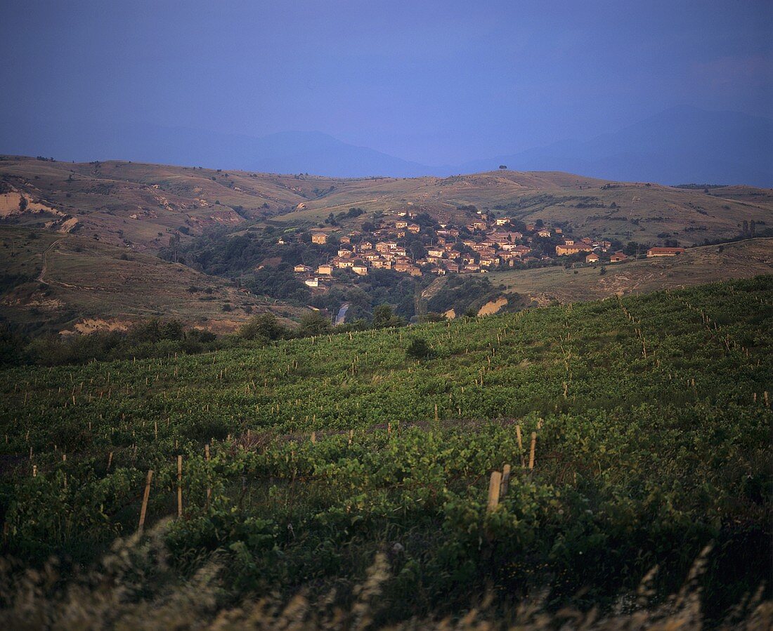 Weinberg bei Melnik, Südwestbulgarien