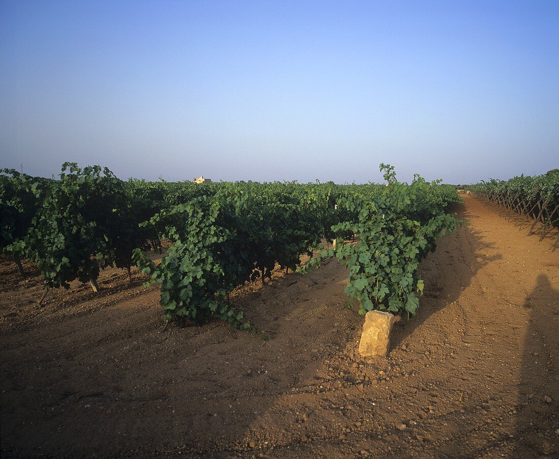 Rows of vines in Apulia, wine-growing region of Italy
