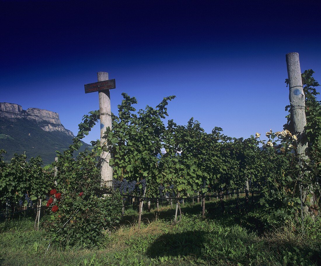 Weinberg vom Weingut Schreckbichl, Girlan, Südtirol, Italien