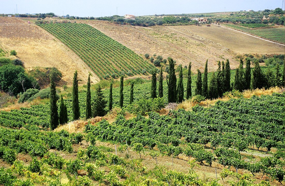 Wineberge nahe bei Marsala, Sizilien, Italien