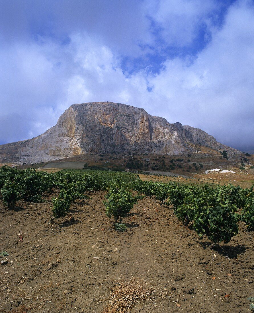 Vineyards at Caltabellotta, near Sciacca, Sicily, Italy
