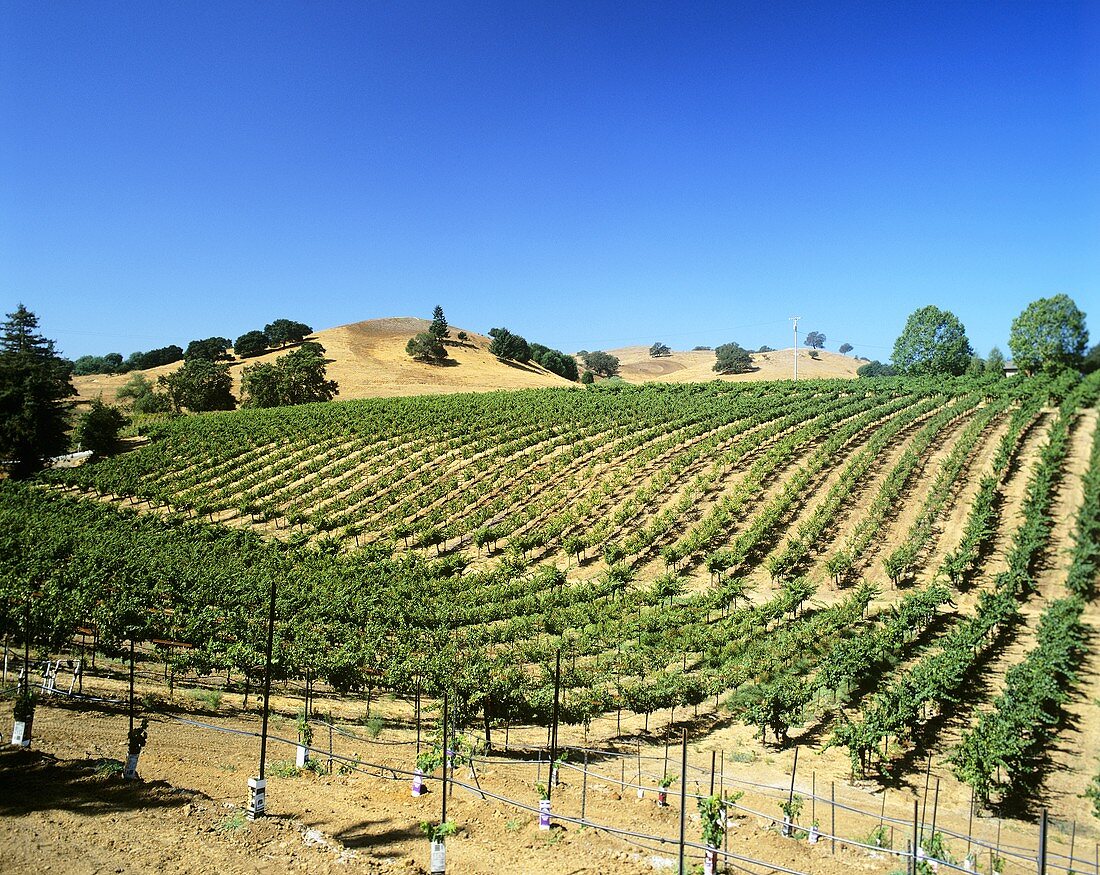 Vineyard in Russian River District, Sonoma, California