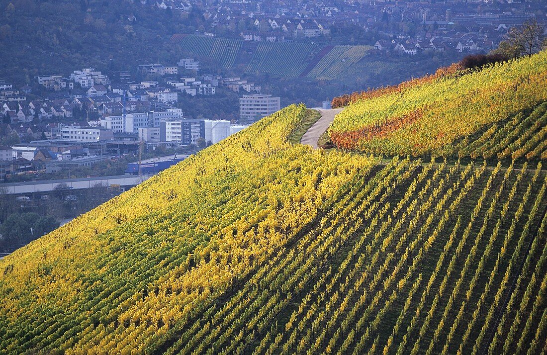 Vineyards around Obertürkheim, Württemberg, Germany