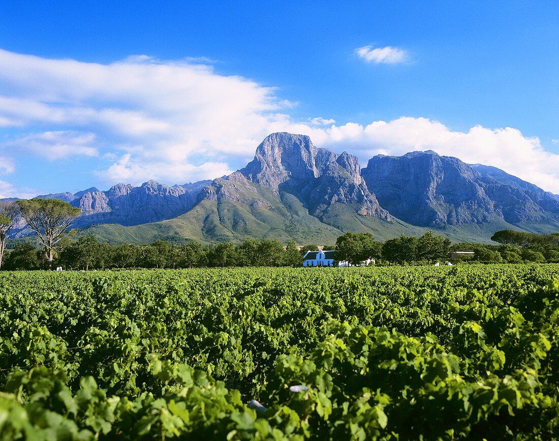Boschendal Winery at foot of Groot Drakenstein, S. Africa