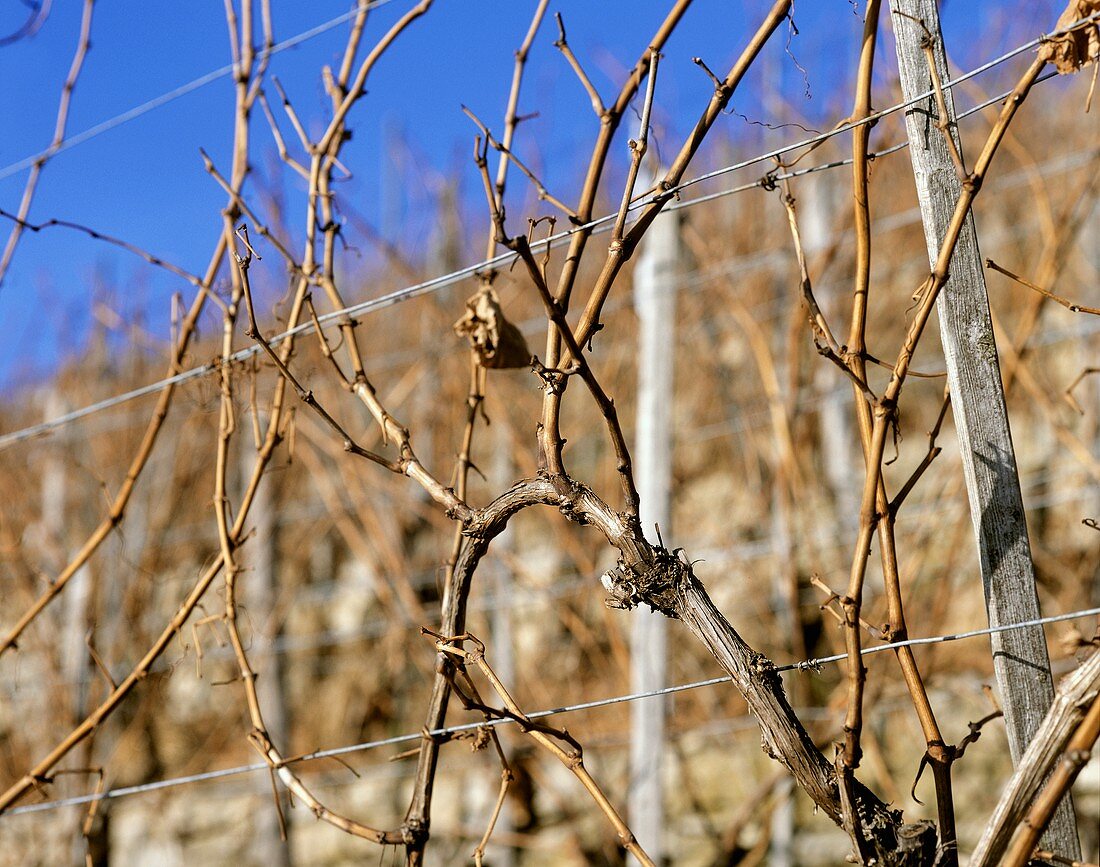 Vines in winter at Burrweiler, Rheinpfalz, Germany