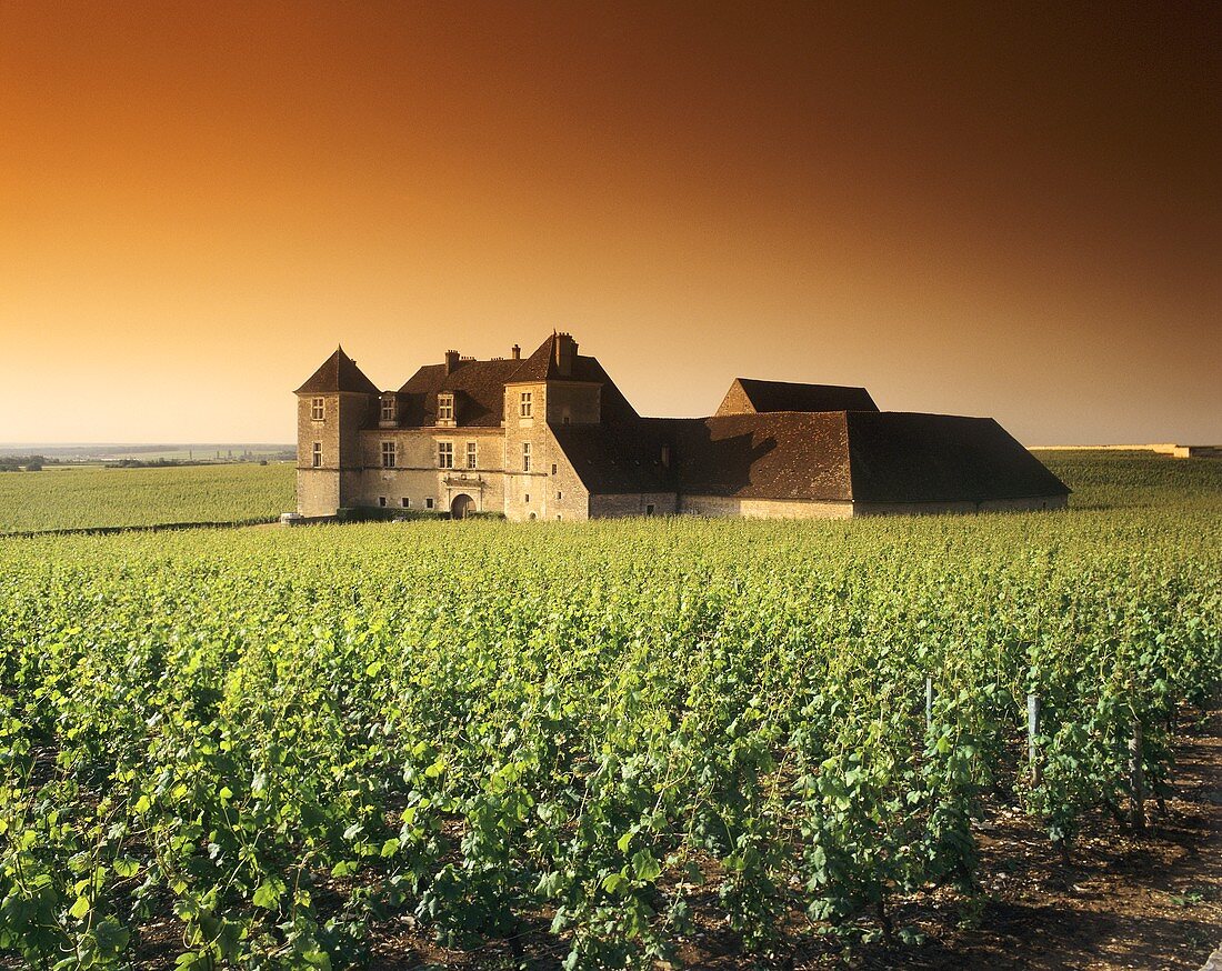 Clos de Vougeot mit Château, Côte d'Or, Burgund, Frankreich