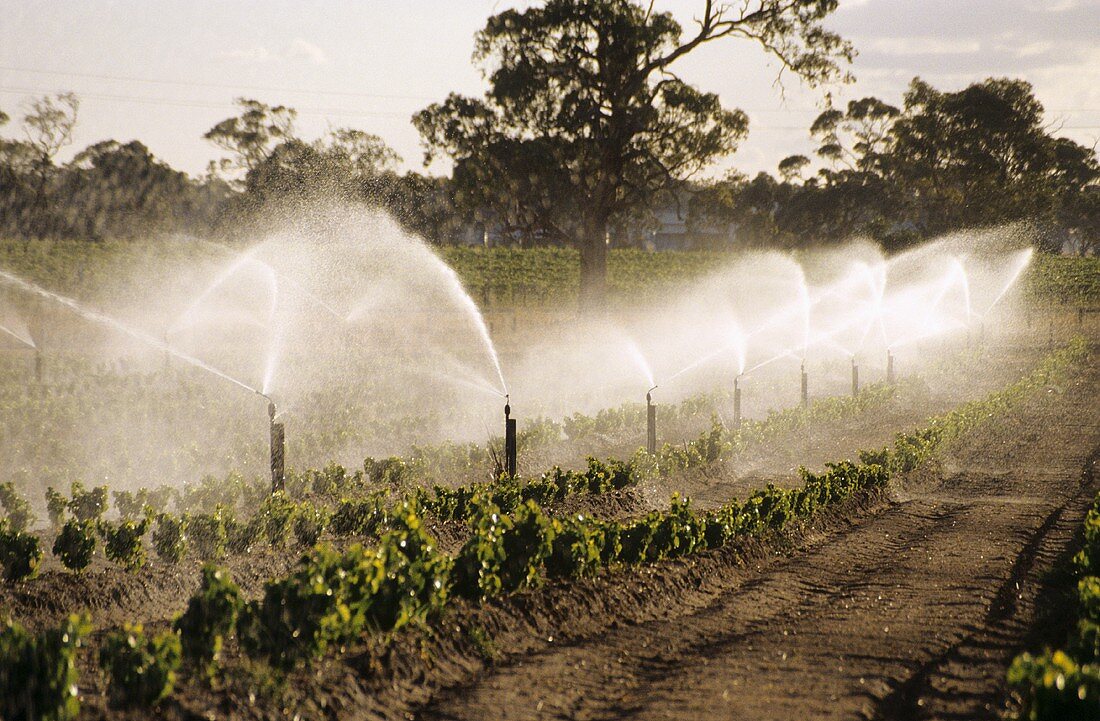 Irrigating vines with overhead sprinklers, California