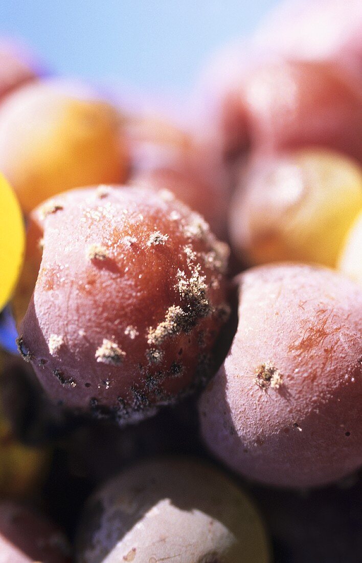 Botrytis (noble rot) on grapes