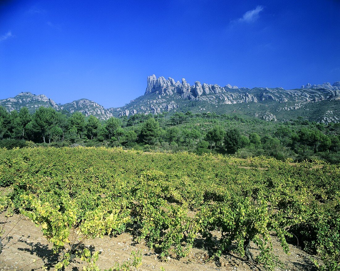 Weinberge bei El Bruch vor dem Montserrat, Penedès, Spanien