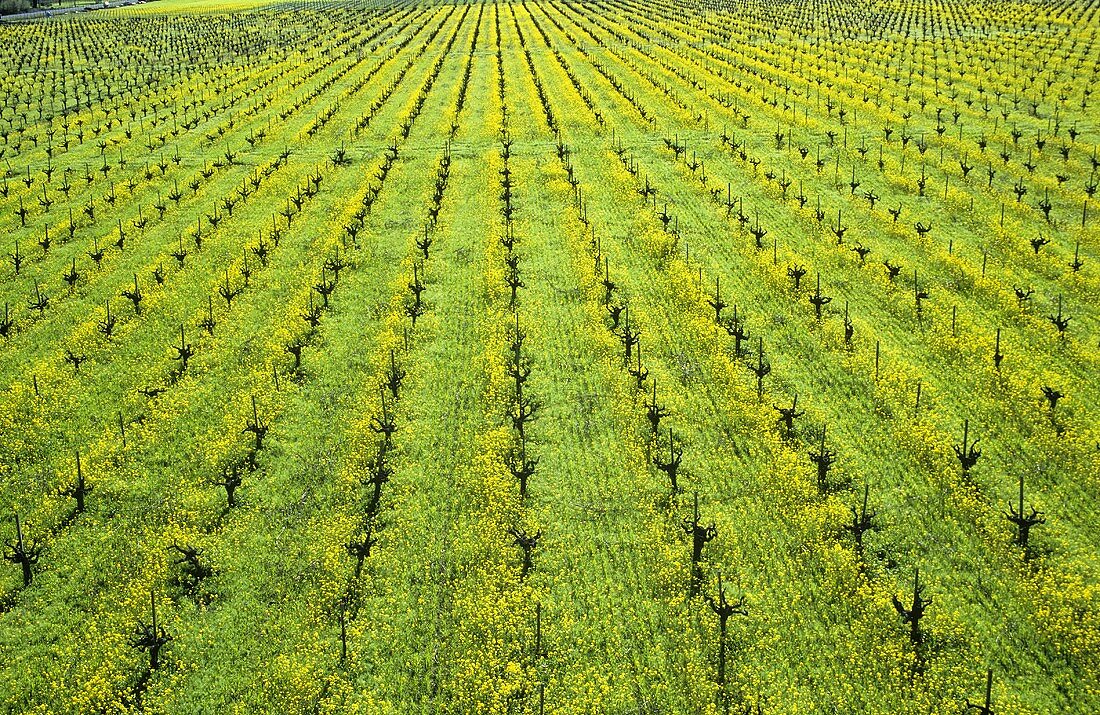 Ecological wine-growing (mustard flowers between rows of vines)