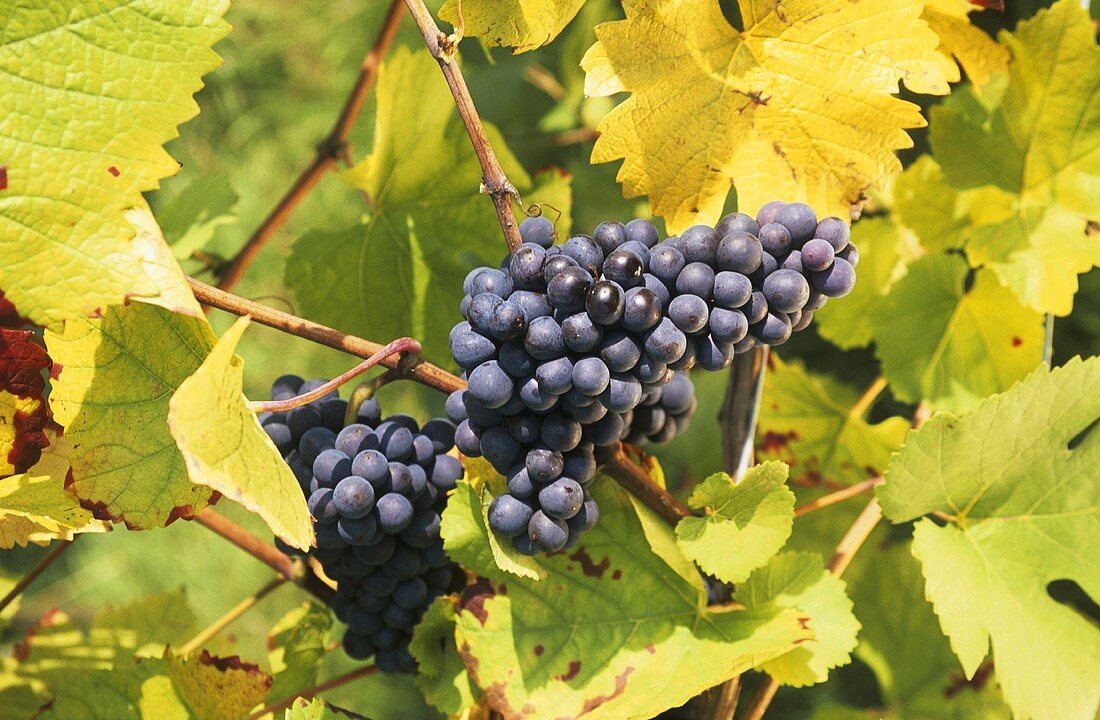 Dornfelder grapes