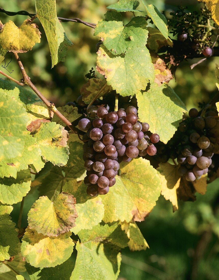 Grauburgunder grapes (also known as Pinot Gris & Pinot Grigio)
