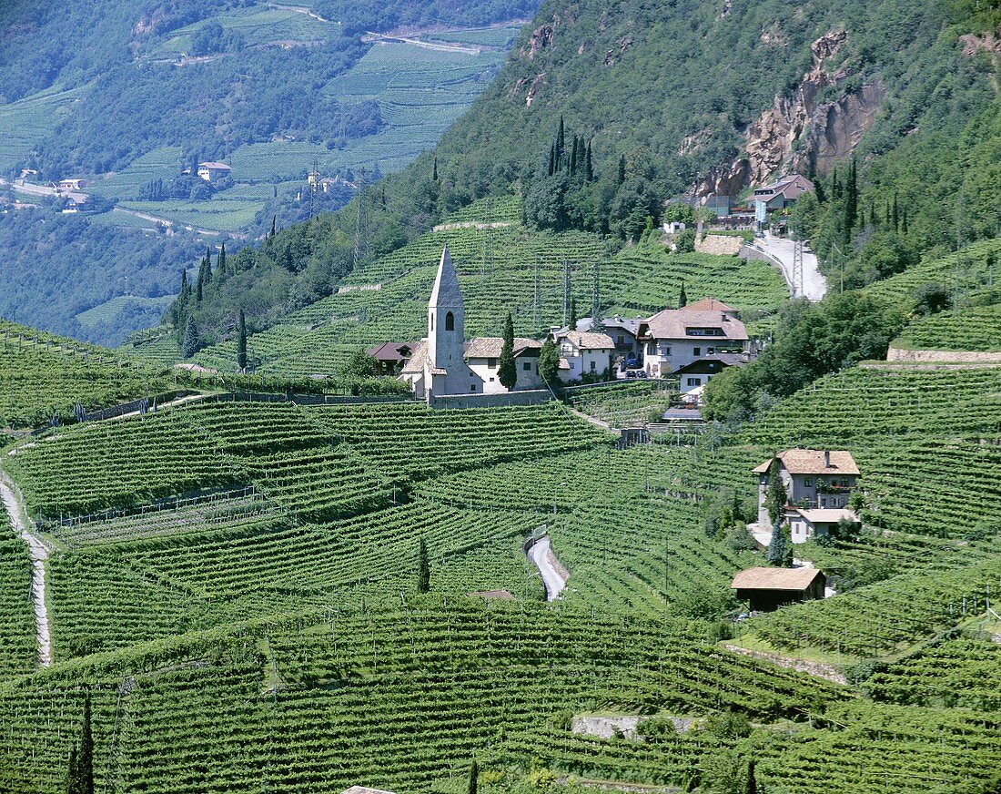 Vineyards around St. Magdalena near Bozen, S. Tyrol