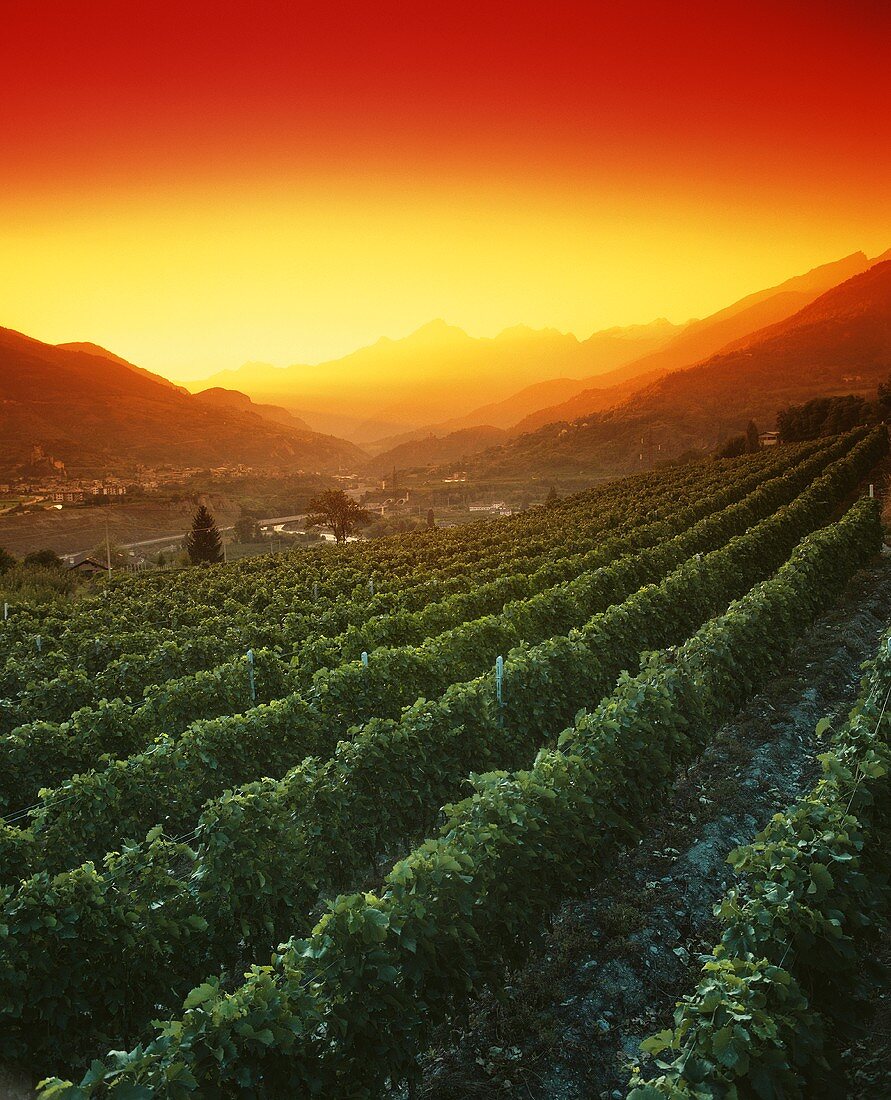 Weinanbaugebiet beim Sonnenuntergang im Aosta-Tal, Italien