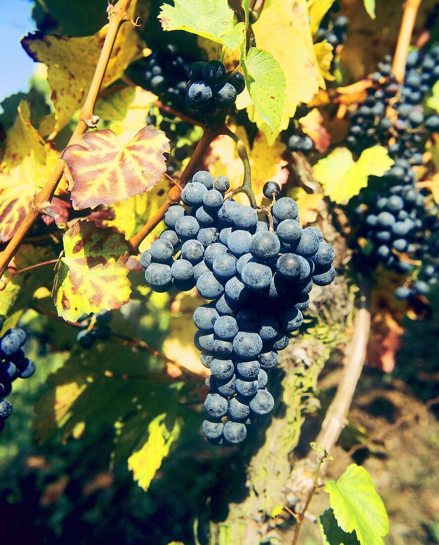 Barbera, an Italian grape variety