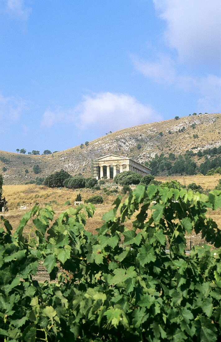 Vineyards against backdrop of ancient Temple of Segesta, Sicily