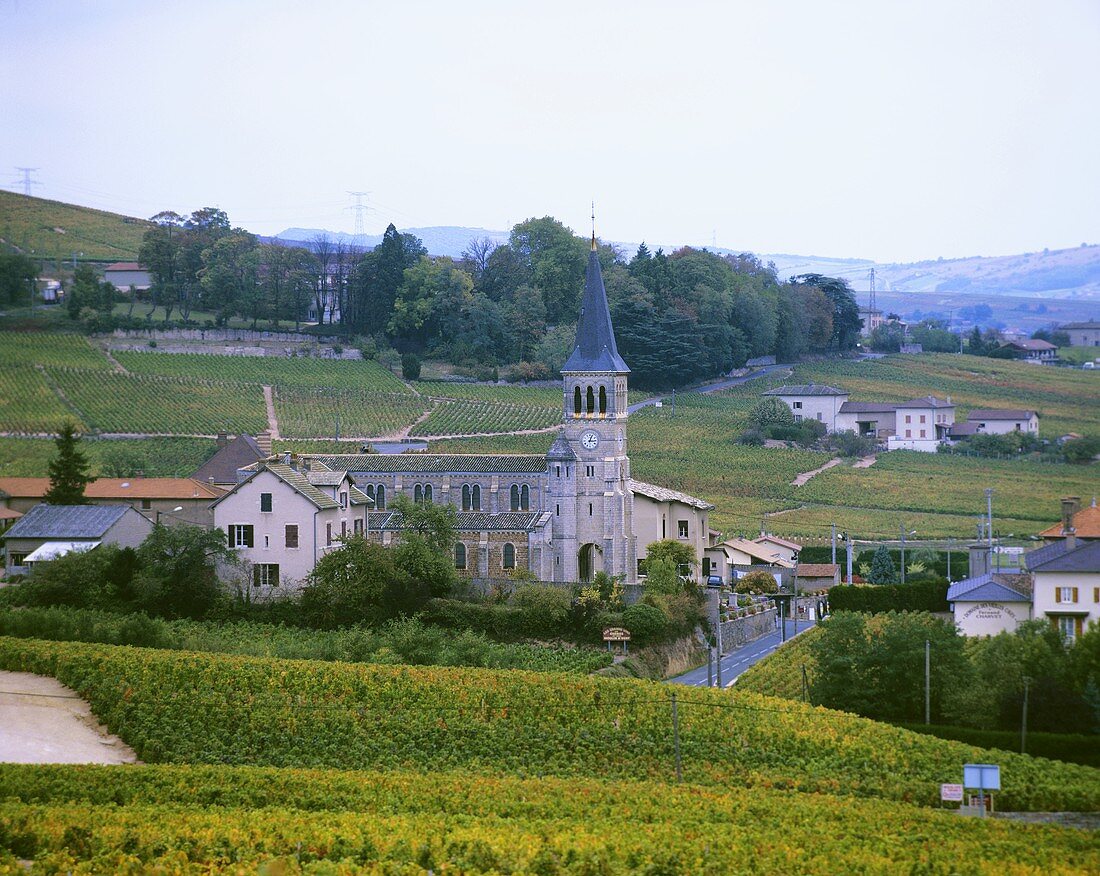 Chenas, eines der zehn Cru-Lagen des Beaujolais, Frankreich