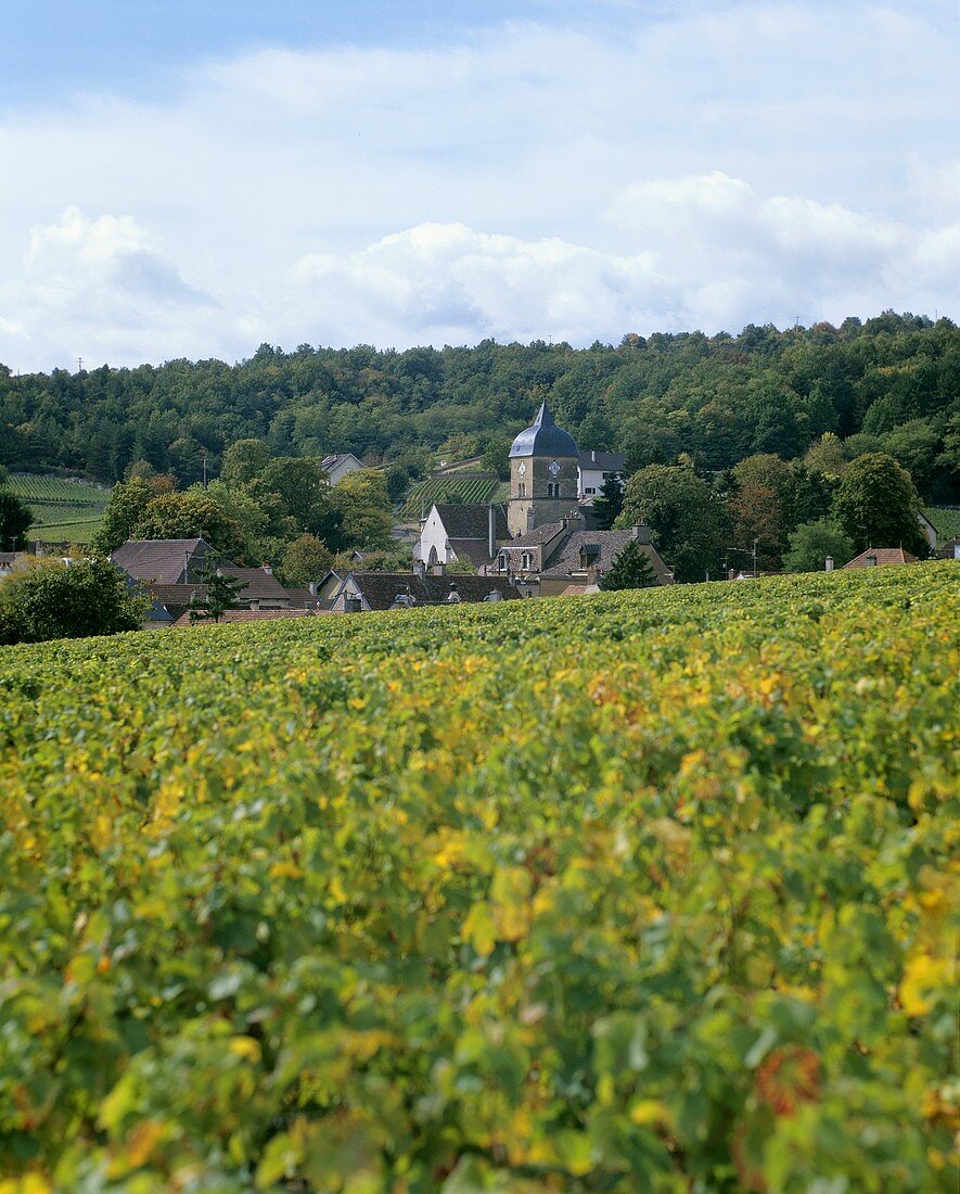 Chambolle-Musigny, Côte de Nuits, Burgund, Frankreich