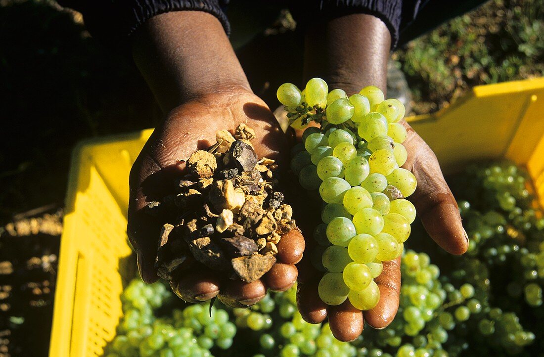 'Terroir' hands of black person holding soil sample and grapes