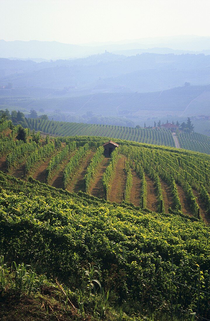 Weinberge bei Barbaresco, Piemont, Italien