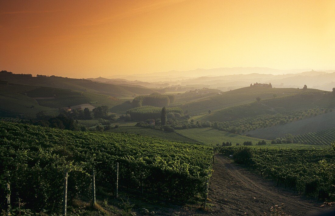 Sonnenaufgang über den Weinbergen, Barolo, Piemont, Italien