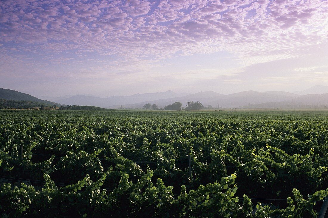 Vineyards, Valle de Casablanca, Chile