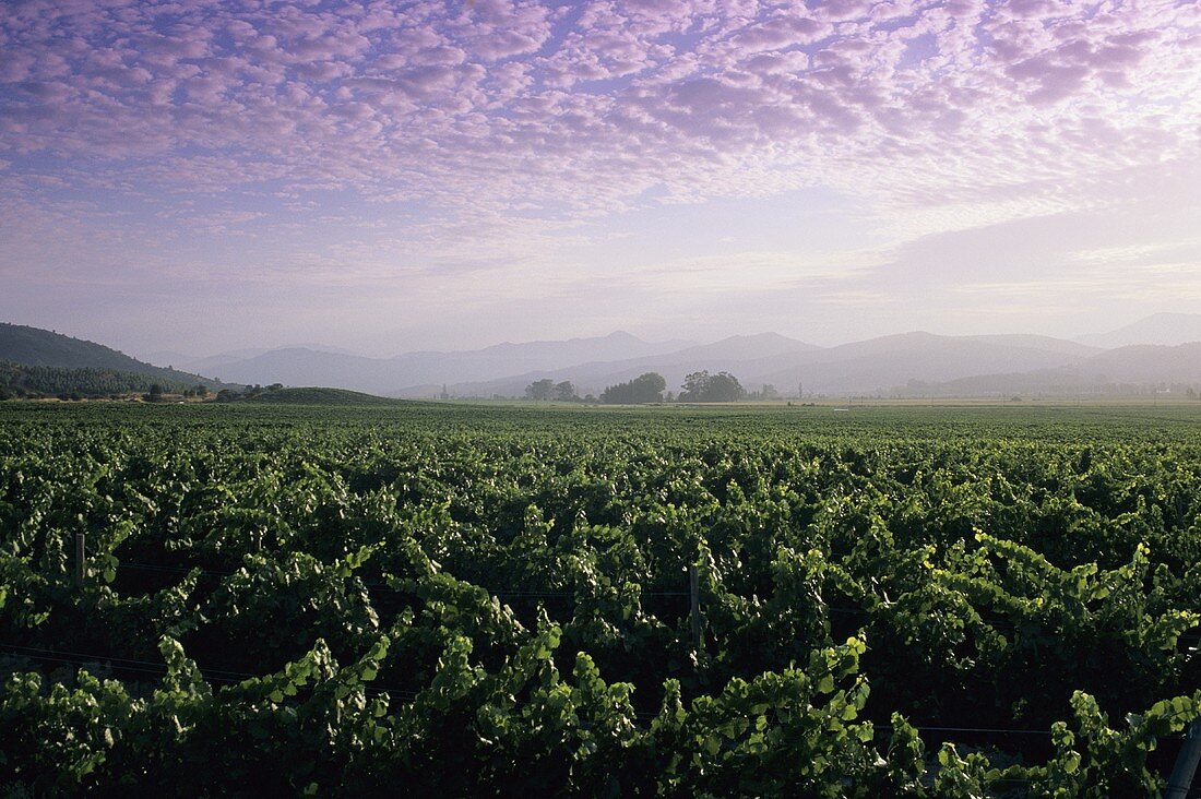 Weinberge, Valle de Casablanca, Chile