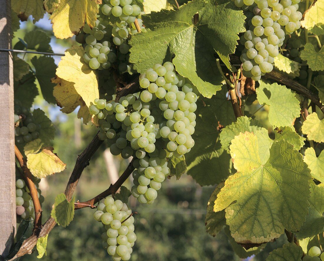Elbling grapes on the vine