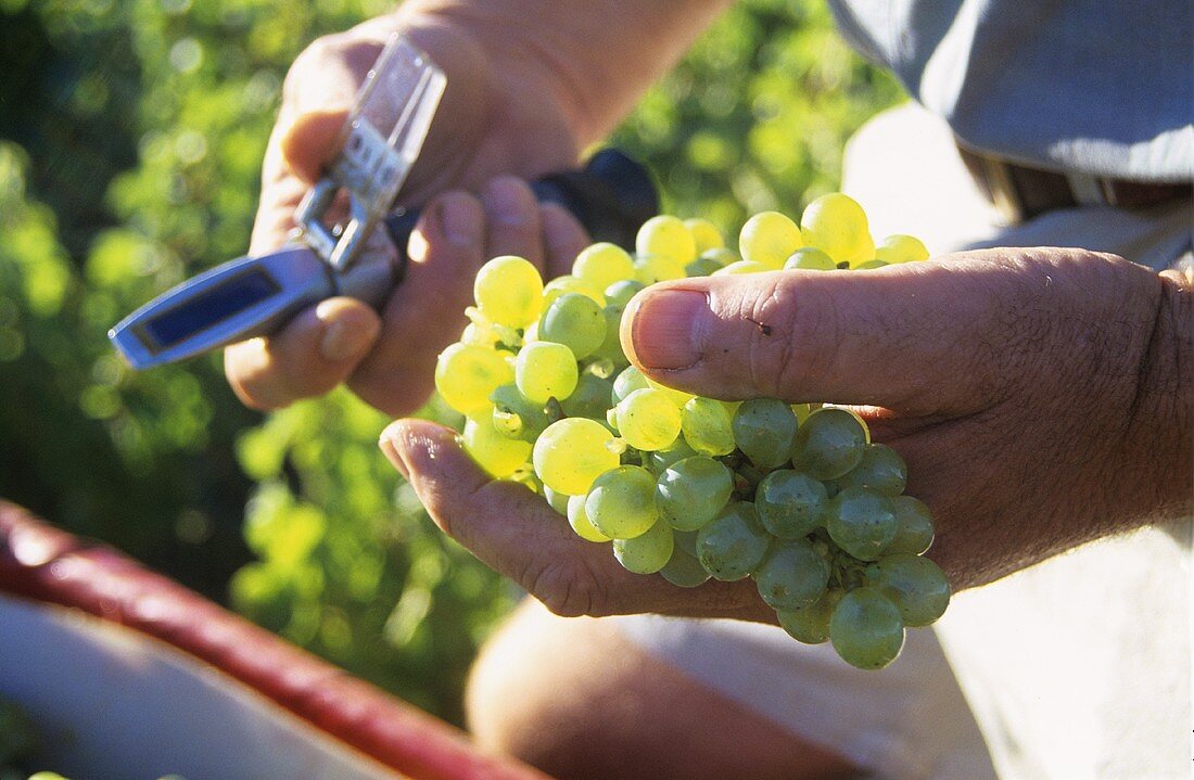 Measuring the sugar content of grapes with a refractometer