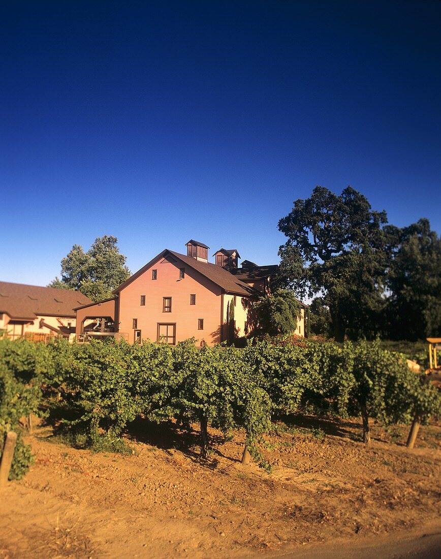 Trefethen Vineyard, Napa, Napa Valley, California, USA