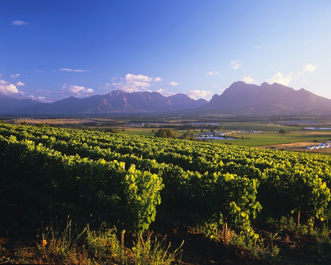 View of Simonsberg over vineyards at Fairview, Paarl, S. Africa