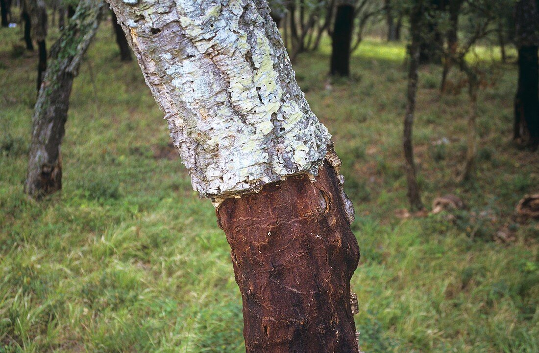 Cork oak with half its bark stripped off, Spain