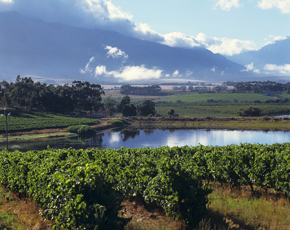 Weinberge von Tulbagh, Südafrika