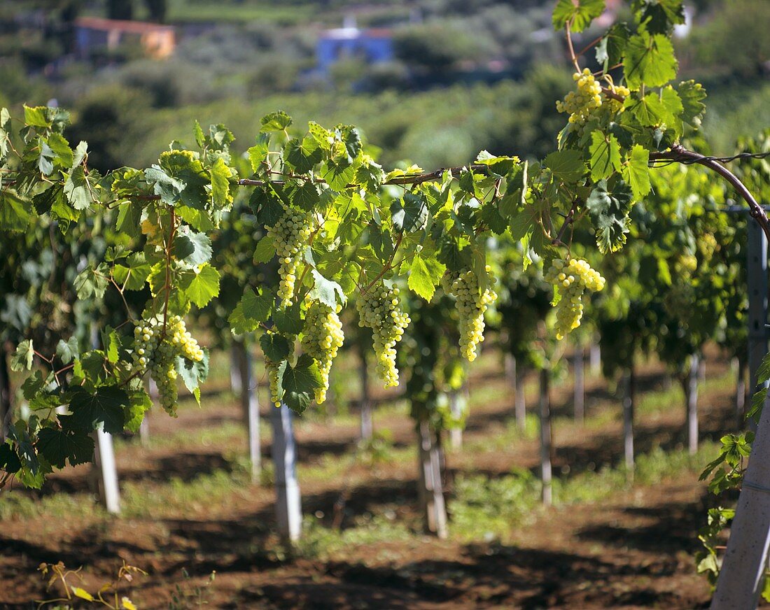 Müller-Thurgau vines