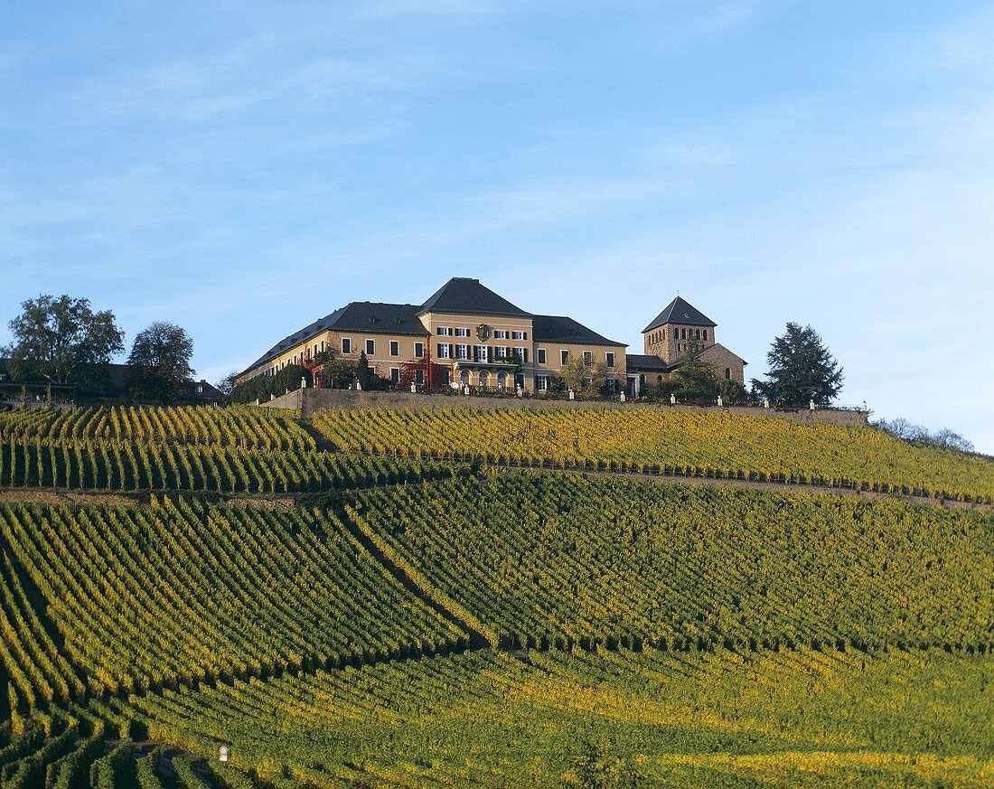 Schloss Johannisberg mit seinem Riesling-Weinberg, Rheingau