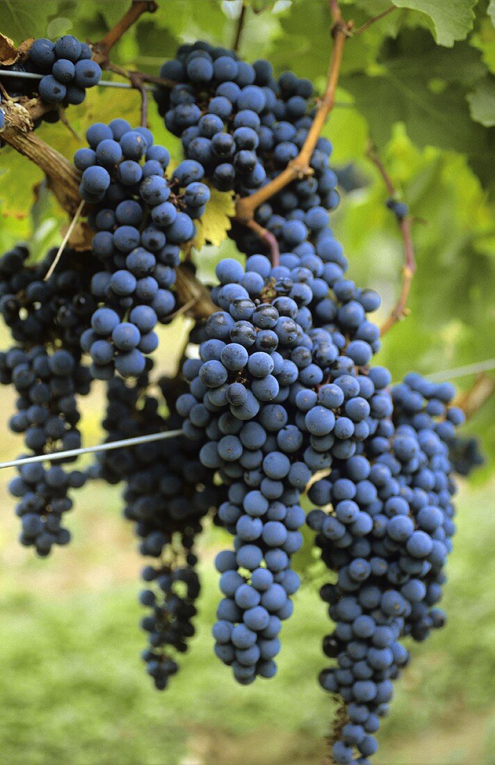 Sangiovese, Italian grape variety